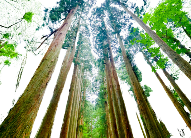 Cedar Wood Trees